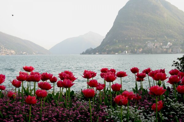 Tulipani rossi luminosi in fiore