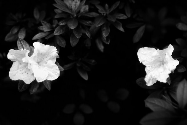 Image en noir et blanc de fleurs blanches