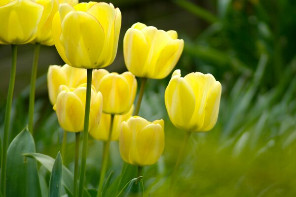 Yellow tulips photo in the garden