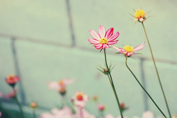 Flores Rosadas contra una pared blanca