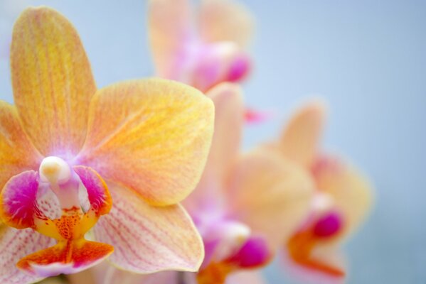 Fleur royale orchidée sensuelle