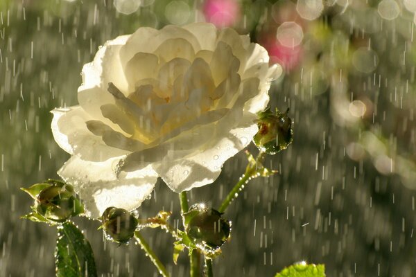 Tea rose flower in the pouring rain
