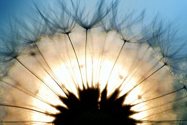 Dente di leone nella fotografia macro e dietro di esso il sole che sorge