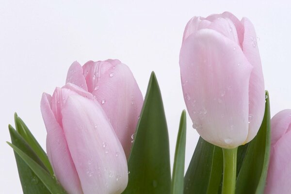 Tulipes délicates avec des gouttes de rosée