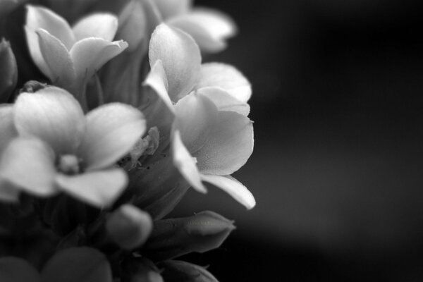 Flowers on a black and white background