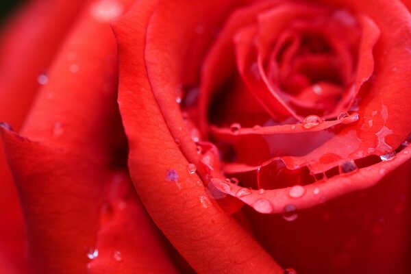 Rote Rose mit Tau auf Lerestka