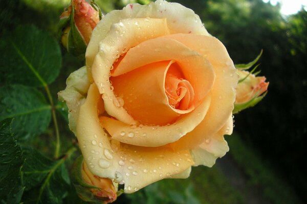 Rosebuds in dewdrops