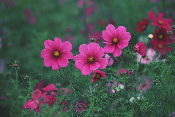 Fleurs roses simples dans un champ