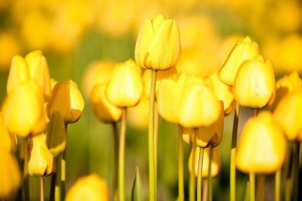 A field of yellow tulips. Beautiful flowers