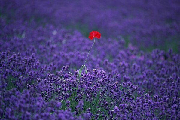 Roter Mohn auf einem Lavendelfeld