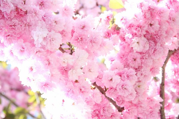 Le soleil tombe des rayons sur un arbre rose