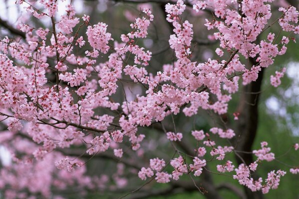 Impresionante flor de cerezo en primavera foto de árboles