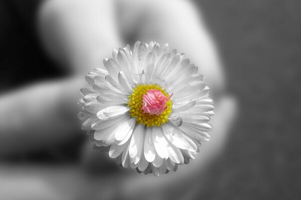 Black and white photo. White daisy in the hands