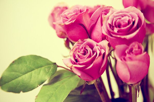 A bouquet of pink roses. Macro shooting