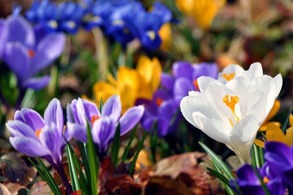 Floración brillante de azafranes de primavera