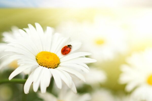 White daisies in macro size with red ladybug