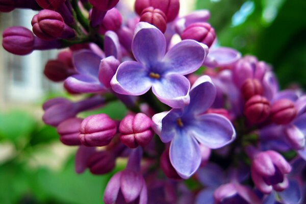 Helle mikroskopische Aufnahme einer Fliederblüte