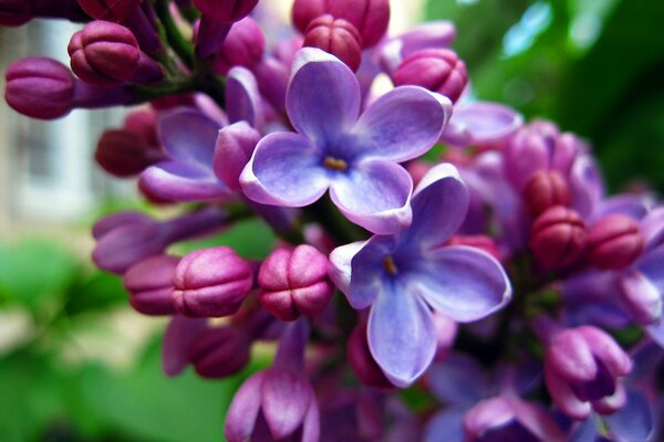 Bright micro-photography of a lilac flower