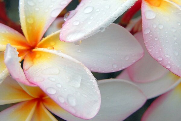 Beautiful white-yellow flowers with dew