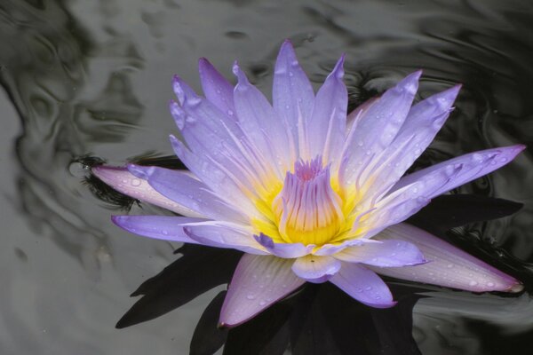 Lila flor de lirio de agua