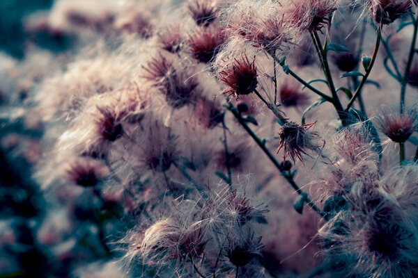 Macro shooting of flowers in nature in the evening