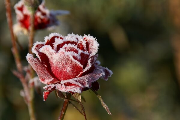 Rosa rossa invincibile nel vento