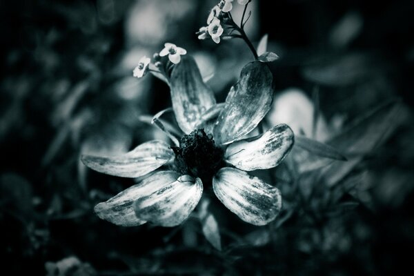 Image macro noir et blanc d une fleur