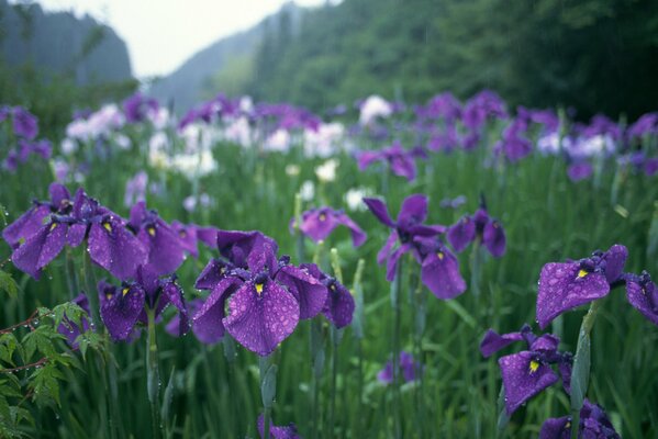 Irises in the garden after the rain