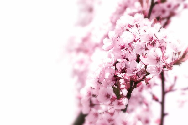 Japanischer Kirschblütenbaum mit Blumen