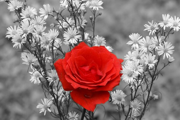 Red rose on a black and white background