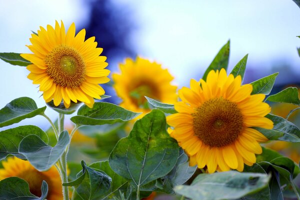 Russian bright sunflowers children of the sun