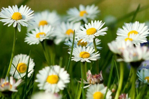 Flores de manzanilla de verano y hierba verde