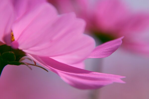 Delicate petals of pink flowers close-up