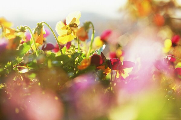 Flores silvestres multicolores en un Prado soleado