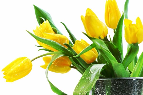 Bouquet of fresh yellow tulips