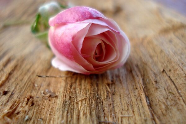 Rose tendre sur une table en bois