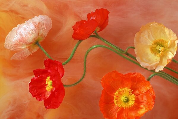 Drawing of the stems of poppies on an orange background