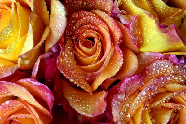 Gotas de rocío en pétalos de rosa