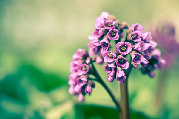 Spring purple flower in macro photography