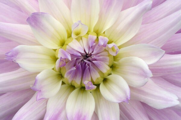 Blühende Knospe der violetten Dahlie