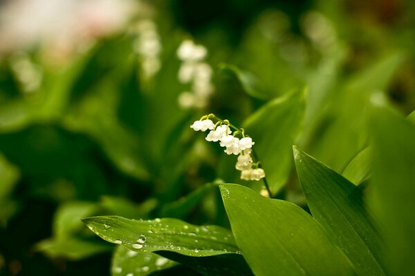 White lilies of the valley on a green background with dew drops