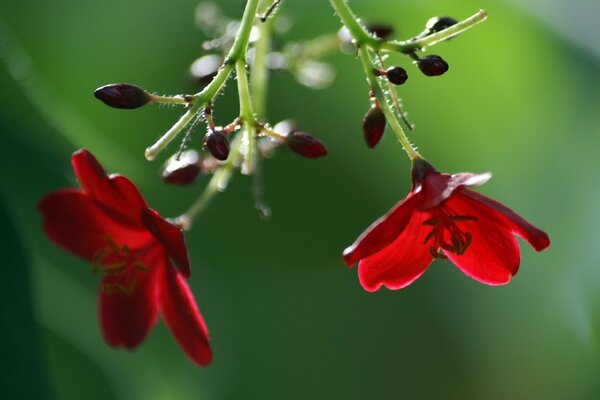 Flores rojas con capullos sobre fondo verde