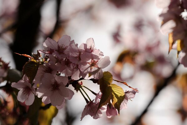 Die Blüten der zarten Sakura blühen auf einem Ast