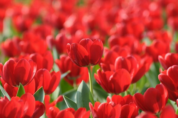 Red tulips for the spring holiday