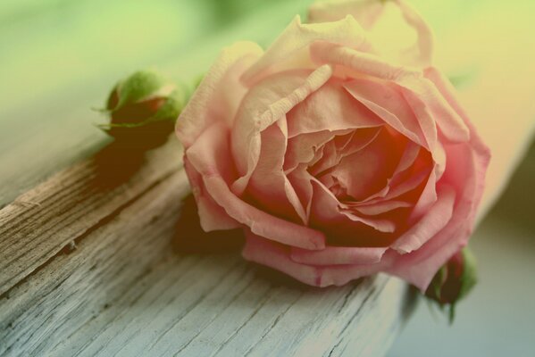 Pink Rose bud on a tree