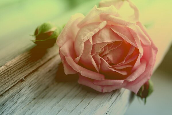 Розовая Роза бутон на дереве