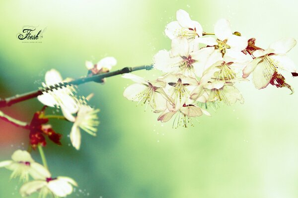 Spring twig with blooming flowers