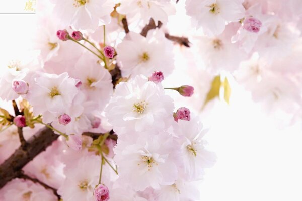 Blooming branch of delicate sakura