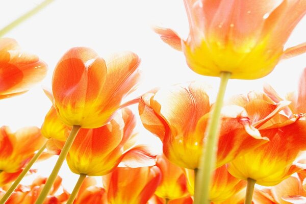 I tulipani arancioni raggiungono il sole