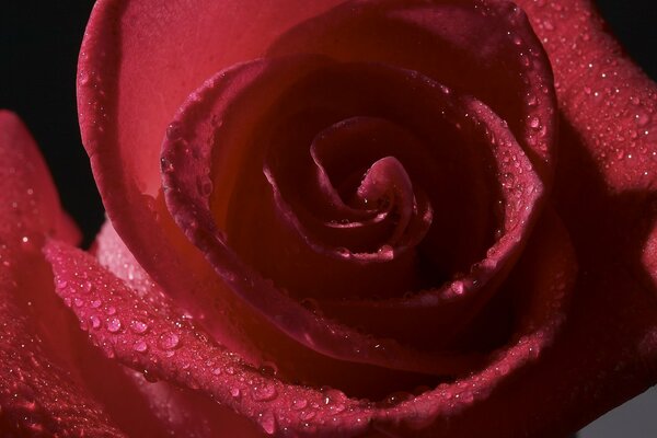 Red Rose with water drops